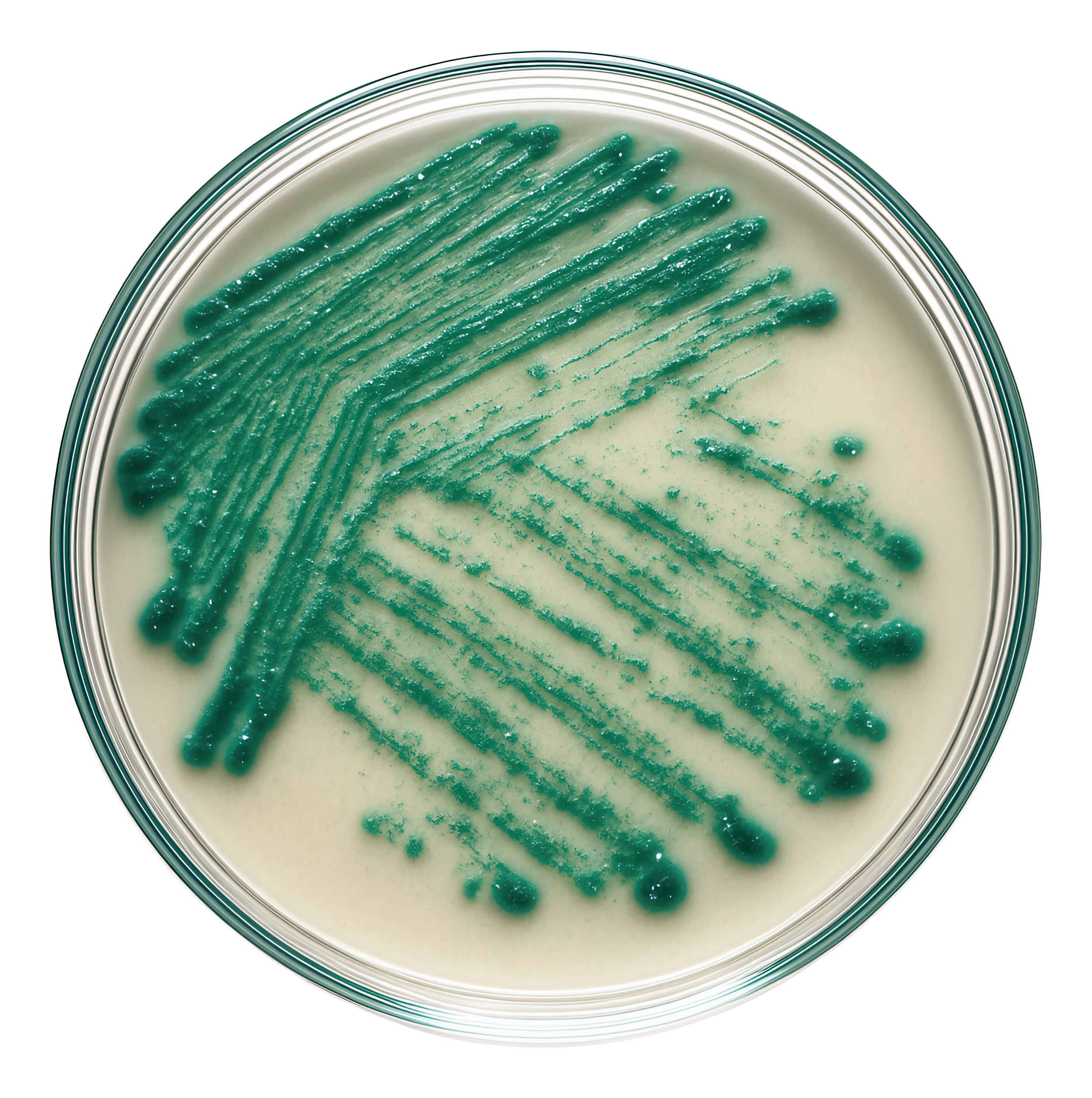 Entendiendo Pseudomonas: Biofilm y Mecanismos de Infección